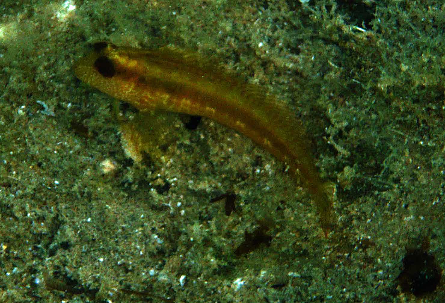 Bavosa africana (Parablennius pilicornis)